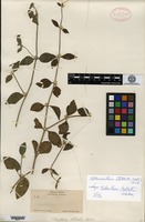 Isotype of Telanthera stellata S. Watson [family AMARANTHACEAE]