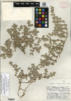 Holotype of Tidestromia rhizomatosa I. M. Johnston [family AMARANTHACEAE]