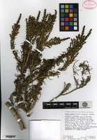 Isotype of Suaeda esteroa Ferren & S. A. Whitmore [family CHENOPODIACEAE]