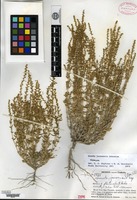 Holotype of Suaeda jacoensis I. M. Johnston [family CHENOPODIACEAE]