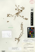 Isotype of Portulaca oleracea Linnaeus var. impolita Danin & H. G. Baker [family PORTULACACEAE]
