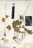 Type? of Mitella caulescens Nuttall ex Torrey & A. Gray [family SAXIFRAGACEAE]