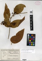 Isotype of Banisteriopsis basifixa B. Gates [family MALPIGHIACEAE]