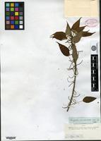 Isotype of Acalypha brevibracteata Müll. Arg. [family EUPHORBIACEAE]