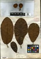 Isosyntype of Artocarpus bracteatus King ex Hooker f. [family MORACEAE]
