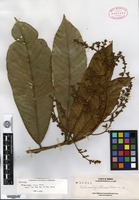 Isotype of Melanochyla elmeri Merrill [family ANACARDIACEAE]
