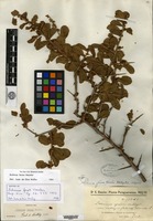 Isotype of Schinus ferox Hassler [family ANACARDIACEAE]