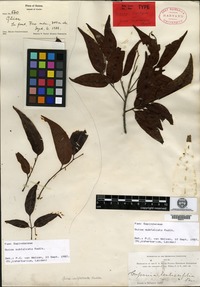 Isotype of Guioa subfalcata Radlkofer [family SAPINDACEAE]