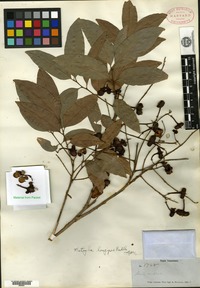 Isotype of Matayba longipes Radlkofer [family SAPINDACEAE]