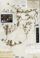 Holotype of Breweria minima A. Gray [family CONVOLVULACEAE]