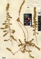 Type of Evolvulus ovatus Fernald [family CONVOLVULACEAE]