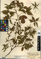 Syntype of Rubus nigrobaccus L. H. Bailey var. calycosus Fernald [family ROSACEAE]