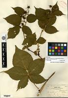 Syntype of Rubus canadensis Linnaeus var. septemfoliolatus Blanchard [family ROSACEAE]