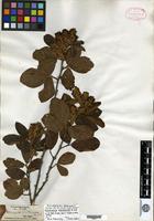 Isolectotype of Flemingia grahamiana Wight & Arnott [family FABACEAE]