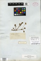 Isotype of Viola muhlenbergiana Gingins var. minor Hooker [family VIOLACEAE]