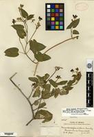 Type? of Microdactylon cordatum Brandegee [family ASCLEPIADACEAE]