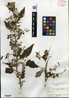 Isotype of Solanum myrianthum Britton [family SOLANACEAE]