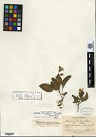 Isotype of Solanum venturii Hawkes & Hjerting [family SOLANACEAE]