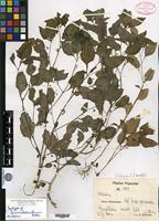 Isotype of Solanum microtatanthum Bitter [family SOLANACEAE]