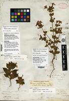 Syntype of Mimulus bigelovii (A. Gray) A. Gray var. ovatus A. Gray [family SCROPHULARIACEAE]