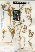 Lectotype of Phlox longifolia Nuttall f. brevifolia A. Gray [family POLEMONIACEAE]