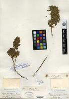 Isotype of Galium buxifolium Greene [family RUBIACEAE]