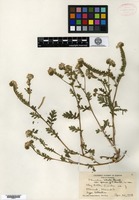 Type of Phacelia ciliata Bentham var. opaca J. T. Howell [family HYDROPHYLLACEAE]