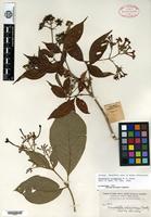 Isotype of Rondeletia colombiana Rusby [family RUBIACEAE]