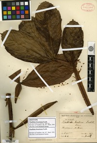 Isotype of Paullinia bracteosa Radlkofer [family SAPINDACEAE]