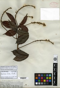 Isotype of Paullinia firma Radlkofer [family SAPINDACEAE]