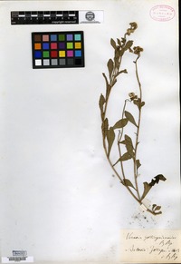 Type of Vernonia zollingerianoides Schultz Bipontinus ex Miquel [family ASTERACEAE]