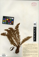 Type? of Nephrodium fragrans (Linnaeus) Richardson var. remotiusculum Komarov [family DRYOPTERIDACEAE]