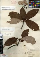 Isotype of Sorbus xanthoneura Rehder [family ROSACEAE]