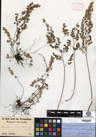Type of Adiantum monochlamys D. C. Eaton [family PTERIDACEAE]