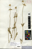 Isolectotype of Gomphrena sonorae Torrey [family AMARANTHACEAE]