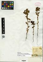 Isosyntype of Euphorbia cybirensis Boiss. var. dehiscens Boiss. [family EUPHORBIACEAE]