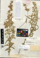 Holotype of Brickellia lemmonii A. Gray [family ASTERACEAE]