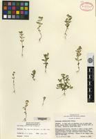 Isotype of Galinsoga subdiscoidea Cronquist [family ASTERACEAE]