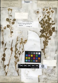 Holotype of Senecio fremontii Torrey & A. Gray var. occidentalis A. Gray [family ASTERACEAE]