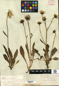 Type? of Hieracium alpinum Fries var. eximium Backhouse [family ASTERACEAE]