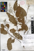 Isotype of Hopea vasta Wallich ex de Candolle [family DIPTEROCARPACEAE]