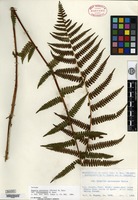 Isotype of Deparia pycnosora (Christ) M. Kato var. albosquamata M. Kato [family ATHYRIACEAE]