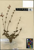 Syntype of Stachys oaxacana Fernald [family LAMIACEAE]