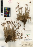 Type of Luzula campestris (Linnaeus) de Candolle var. acadiensis Fernald [family JUNCACEAE]