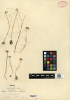 Isotype of Allium hickmanii Eastwood [family ALLIACEAE]