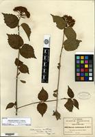 Type of Viburnum australe C. V. Morton [family CAPRIFOLIACEAE]