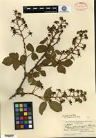 Type of Rubus glandicaulis Blanchard var. neoscoticus Fernald [family ROSACEAE]