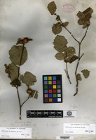 Isotype of Corylus californica (A. de Candolle) Rose [family BETULACEAE]