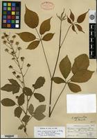 Syntype of Rubus nigrobaccus L. H. Bailey var. gravesii Fernald [family ROSACEAE]