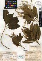 Isotype of Achyranthes mangarevica Suessenguth [family AMARANTHACEAE]